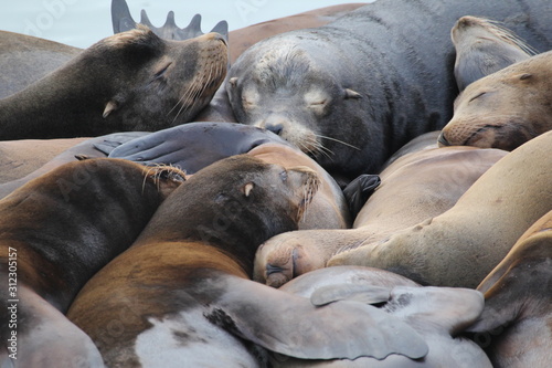 Sea lions resting peacefully in a pier