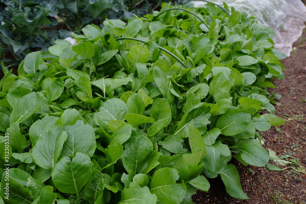 我が家の野菜畑のレタスとブロッコリーと大根 我が家の野菜畑のレタスとブロッコリーと大根