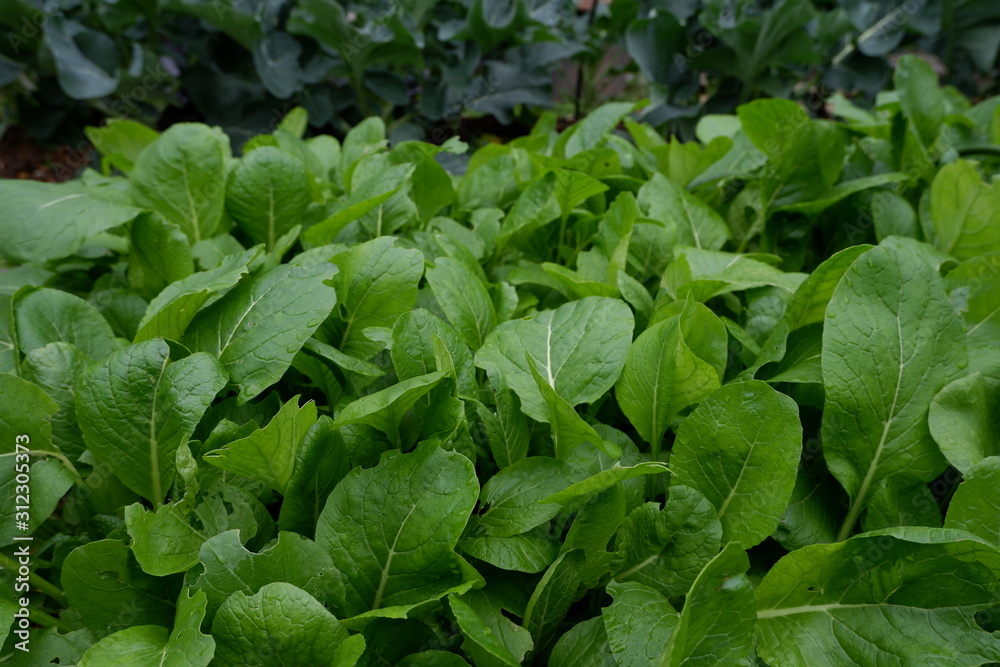 我が家の野菜畑のレタスとブロッコリーと大根 我が家の野菜畑のレタスとブロッコリーと大根