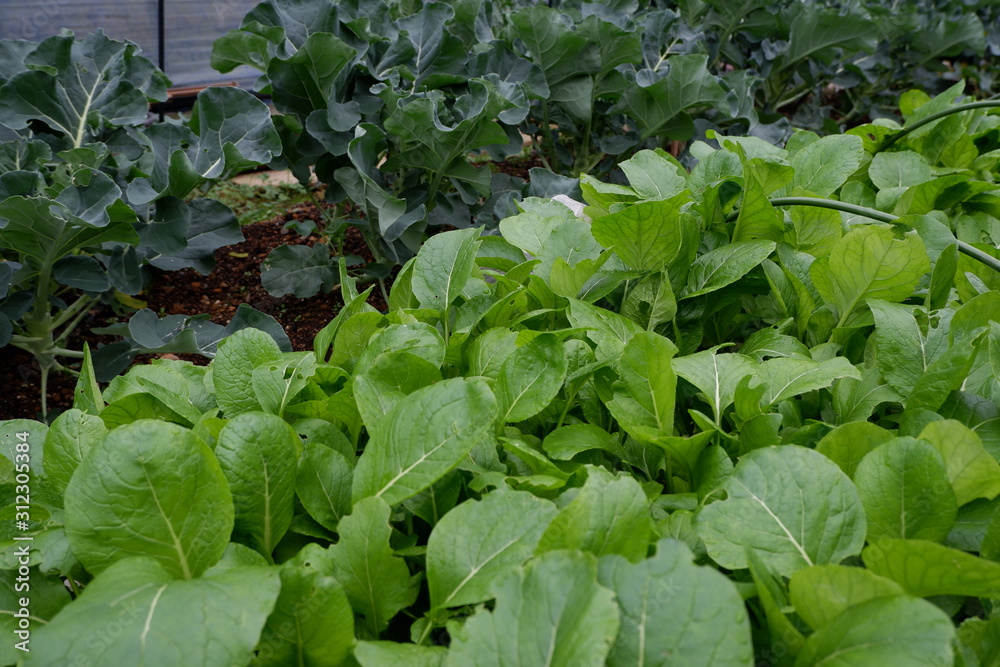 我が家の野菜畑のレタスとブロッコリーと大根 我が家の野菜畑のレタスとブロッコリーと大根