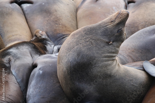 Sea lions resting peacefully in a pier