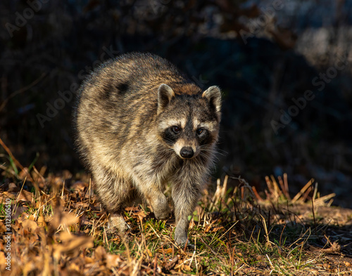 Racoon in the woods photo