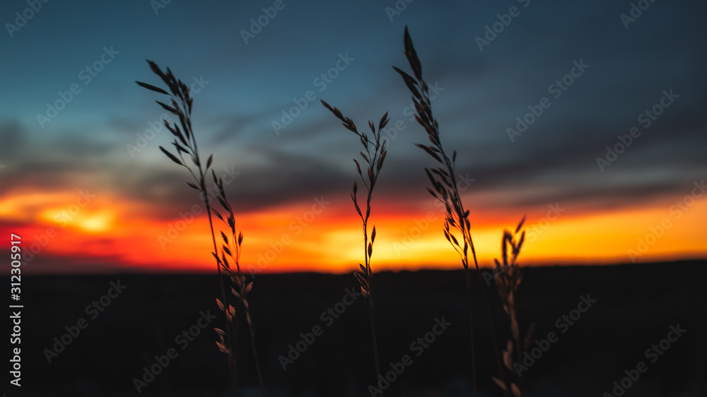 Grass Sunset