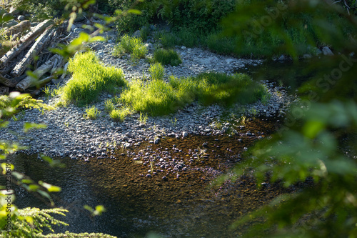 Fototapeta Naklejka Na Ścianę i Meble -  water flowing along green river in washington state in forest