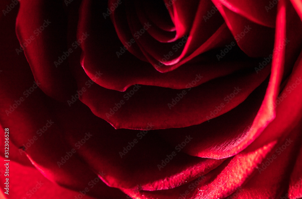 Beautiful flower red rose as a background Beautiful flower red rose as a background