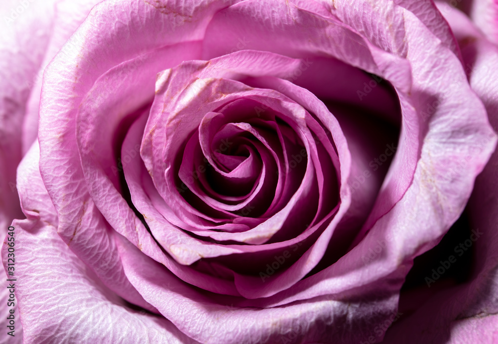 Beautiful rose flower as a background