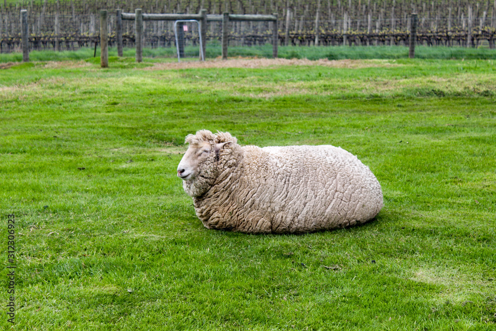 Fototapeta premium A large white sheep resting on green grass
