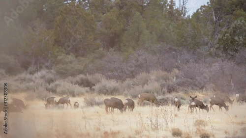 A herd of mule deer eat hungrily from a field of winter brown grass. They are temporarily startled for a few seconds.