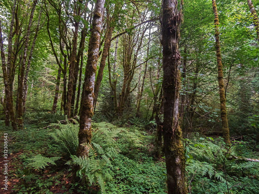 dence green forest with maples and ferns dence green forest with maples and ferns