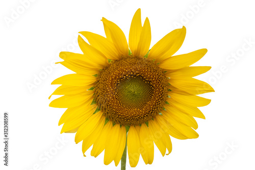 Fototapeta Naklejka Na Ścianę i Meble -  Close up sunflower isolated on white background.