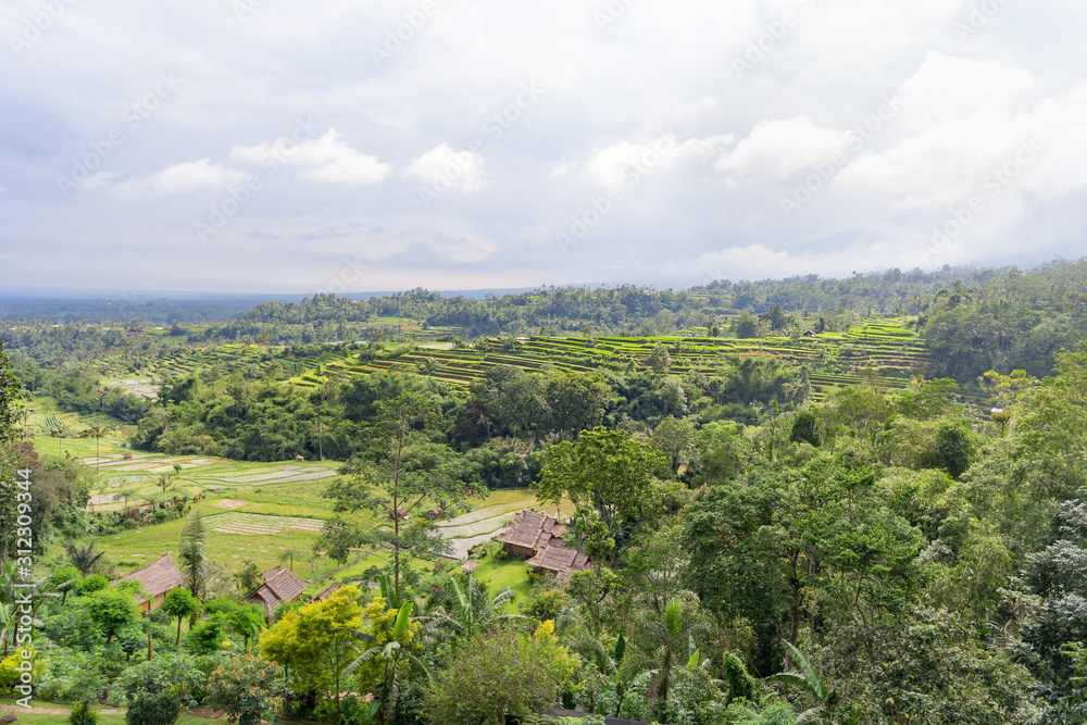 A greren rice terraces  in mountains. Bali Island, Ubud, Indonesia.
