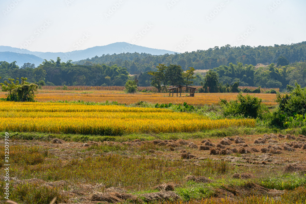 Yellow glutinous rice in rice fields near the harvest season