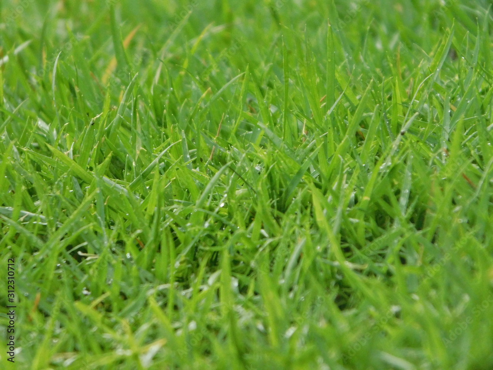 Green grass with water drops of dew. 