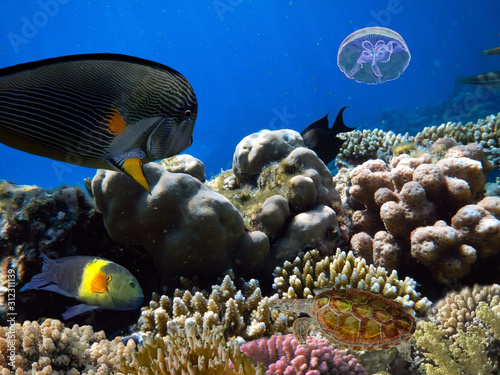 Red sea coral reef with Jellyfish and Turtle