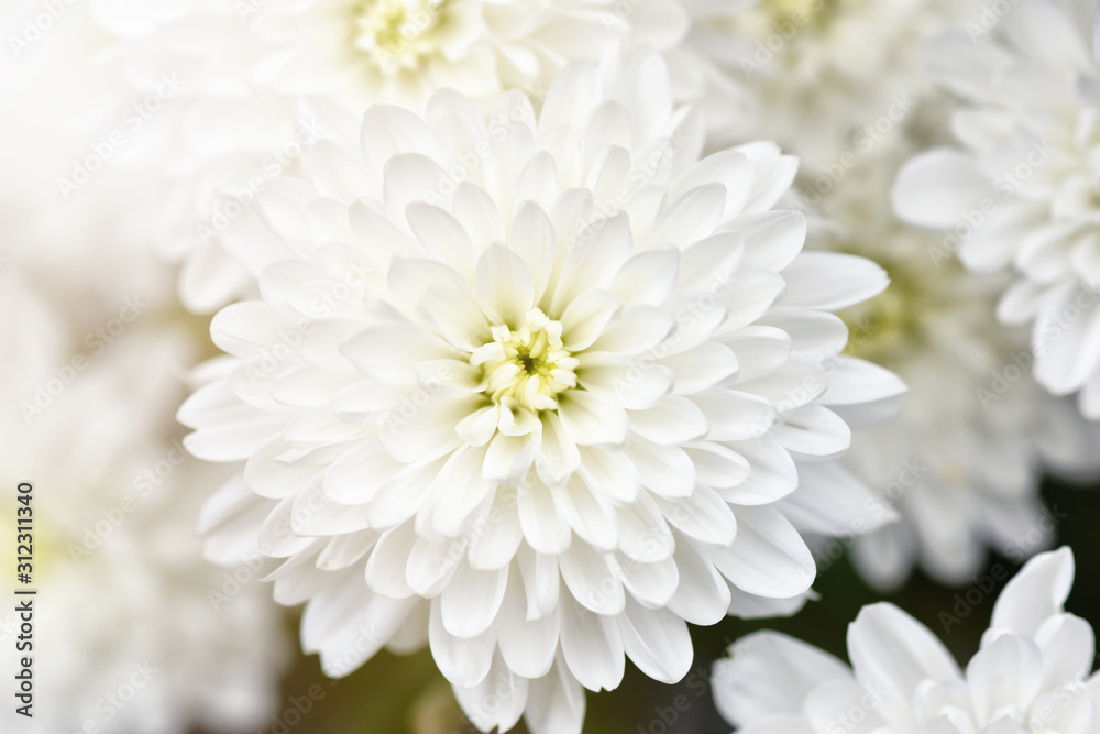 Fototapeta premium Chrysanthemum White background. light closeup of white Chrysant flower with shadows and center on the right with shallow depth of field. pattern and texture from flowers background,Abstract blur.
