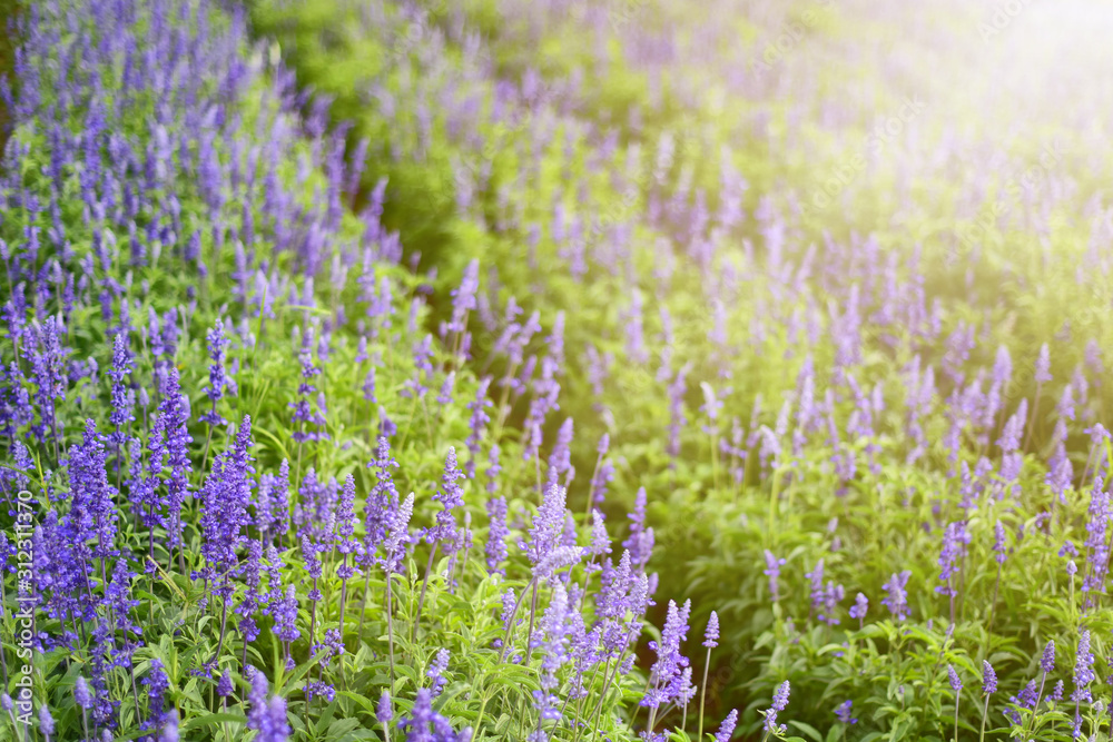Naklejka premium Beautiful blue Salvia(salvia farinacea) flower blooming in outdoor garden. Purple Salvia is herbal plant in the mint family. Botanical,natural,Herb and flower concept. Vivid shade. Selective focus