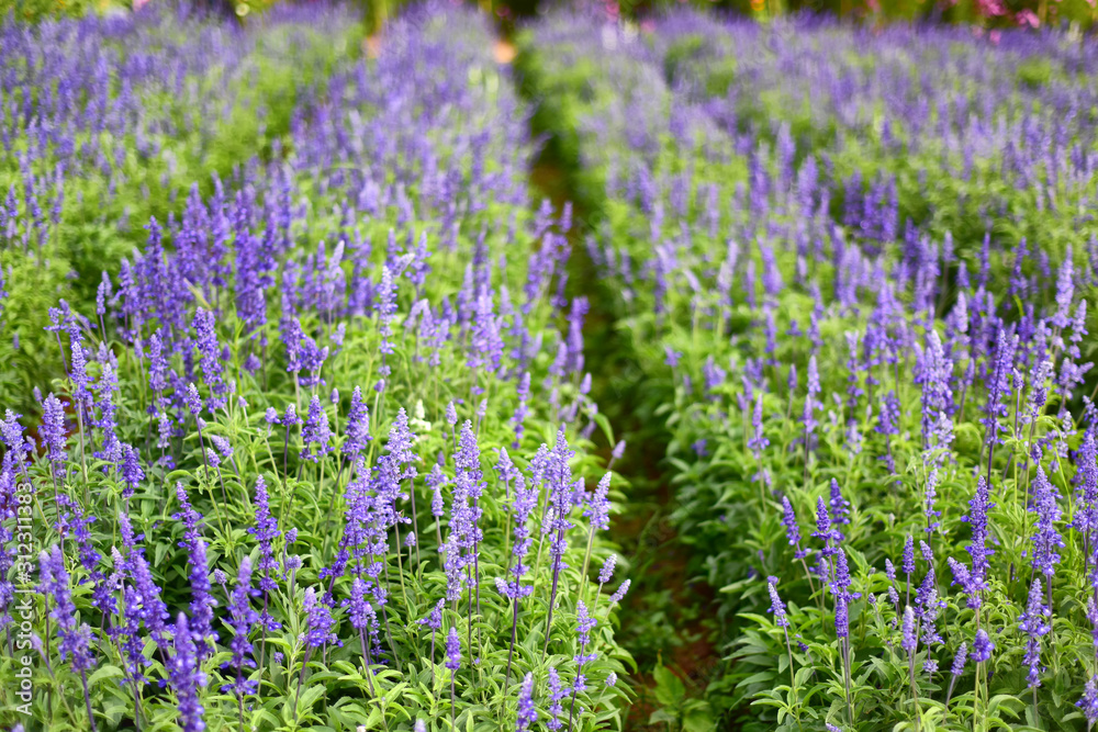 Obraz premium Selective focus of Salvia farinacea blue in the garden, Beautiful colorful purple flowers plant of Victoria blue (Mealy Cup Sage)