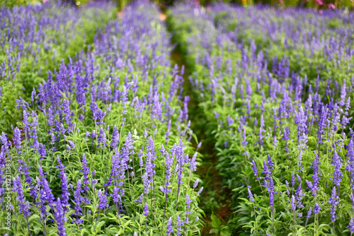 Selective focus of Salvia farinacea blue in the garden  Beautiful colorful purple flowers plant of Victoria blue  Mealy Cup Sage 