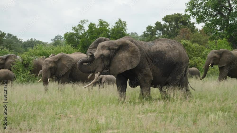 Herd of elephants walking through tall grass. Adult and baby elephants stroll across the African plains. Group of endangered animals in wild natural environment. Africa photo safari. Herd of elephants walking through tall grass. Adult and baby elephants stroll across the African plains. Group of endangered animals in wild natural environment. Africa photo safari.