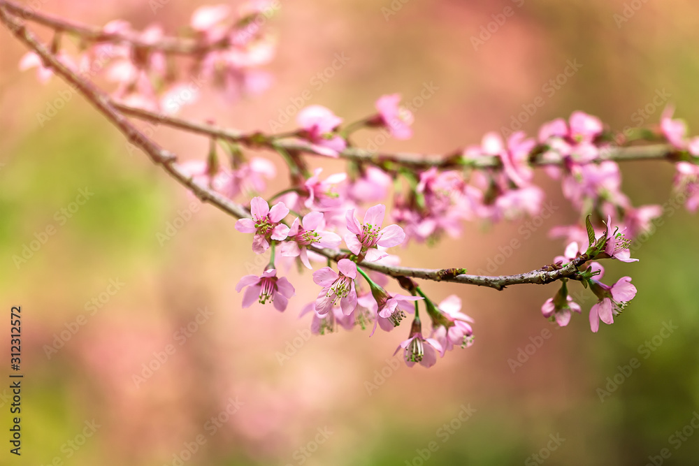 Close-up of a beautiful blooming  Wild Himalayan Cherry (Prunus cerasoides)