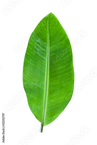 Green banana leaves placed on a white background