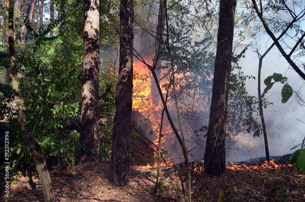 Obraz premium Fire in the forest. Near Kiev, Ukraine.