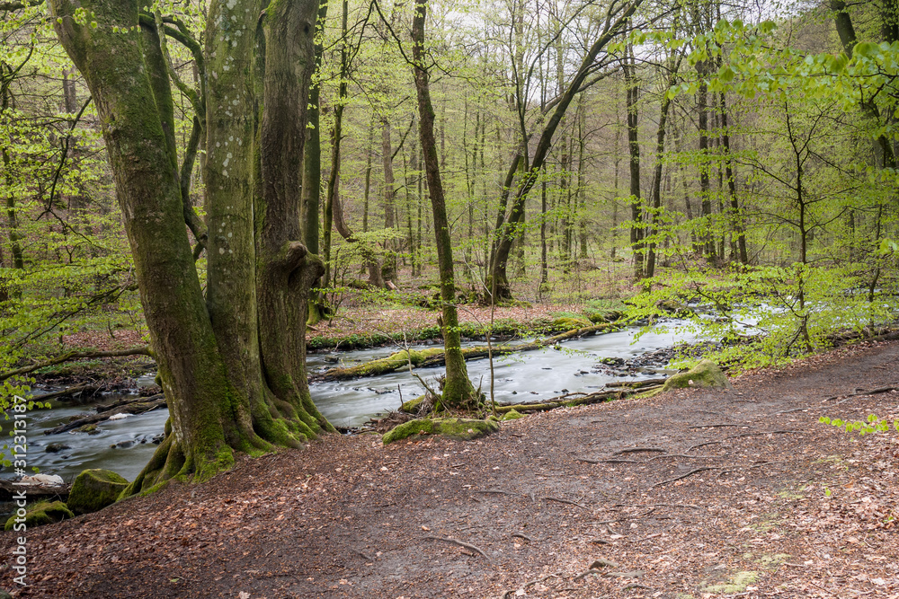 Landscape with a river flowing through misty spring beech forest in a nature reserve in southern Sweden Landscape with a river flowing through misty spring beech forest in a nature reserve in southern Sweden