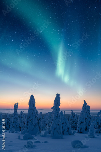 Snow packed trees under a beautiful northern lights