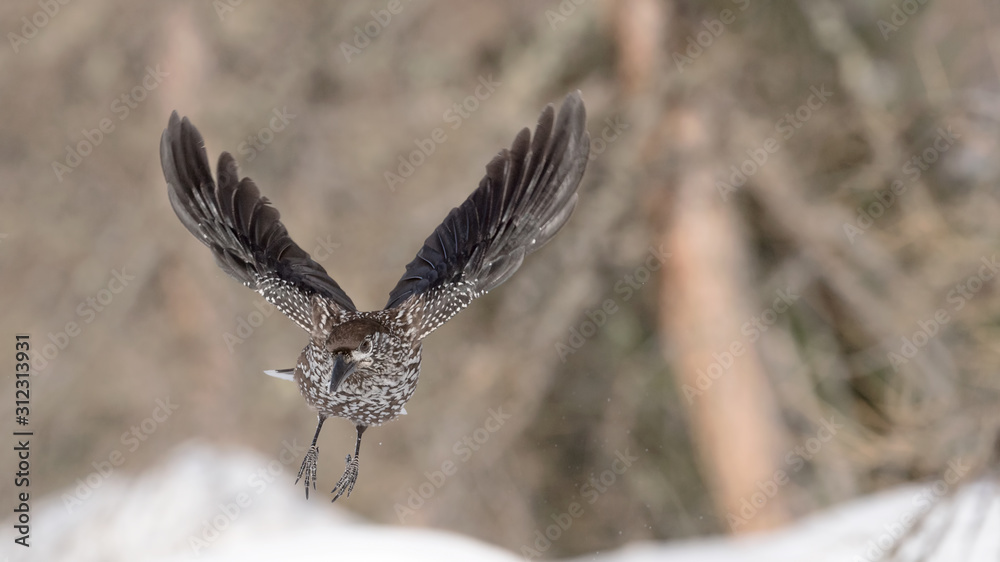 Fototapeta premium Amazing shot on nutcracker in flight (Nucifraga caryocatactes)