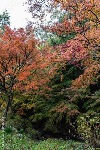 Fototapeta Naklejka Na Ścianę i Meble -  渓谷を覆う紅葉