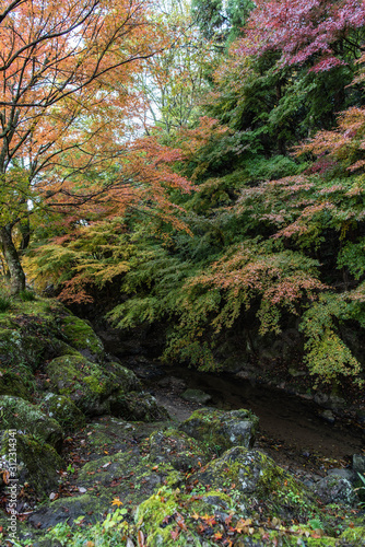 渓谷を覆う紅葉