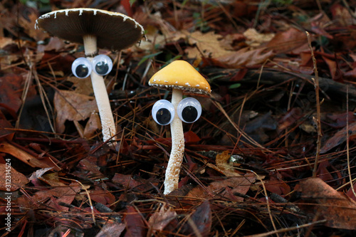 Foto Two Mushrooms with Eyes