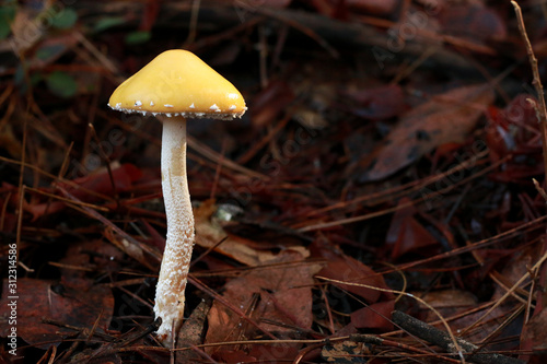 Handsome Mushroom in Leaves