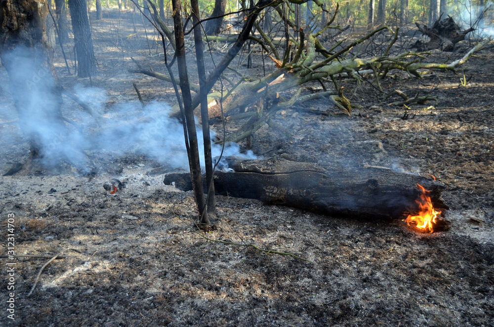 Fire in the forest. Near Kiev, Ukraine. Fire in the forest. Near Kiev, Ukraine.