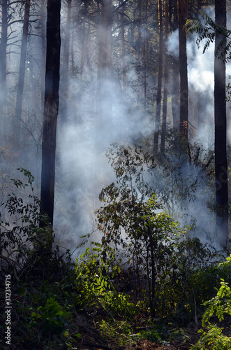 Fire in the forest. Near Kiev  Ukraine.