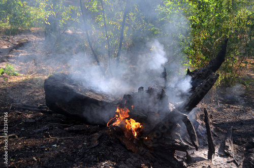 Fire in the forest. Near Kiev, Ukraine.