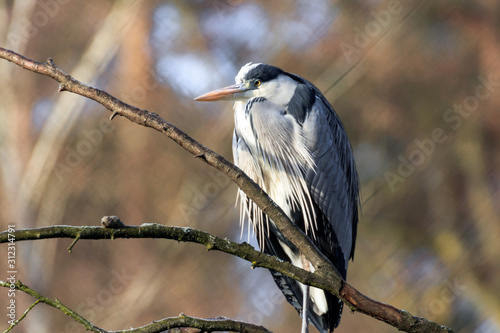 gray heron on a branch 