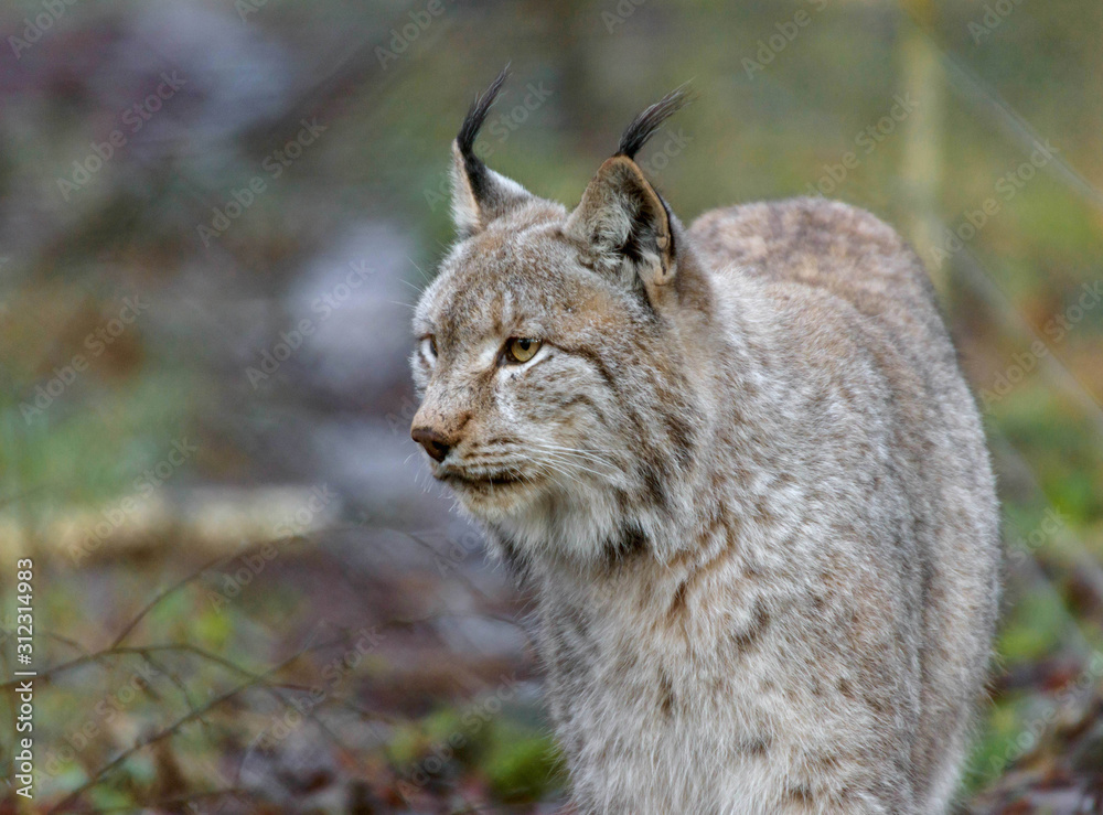 portrait of a lynx in a game park portrait of a lynx in a game park