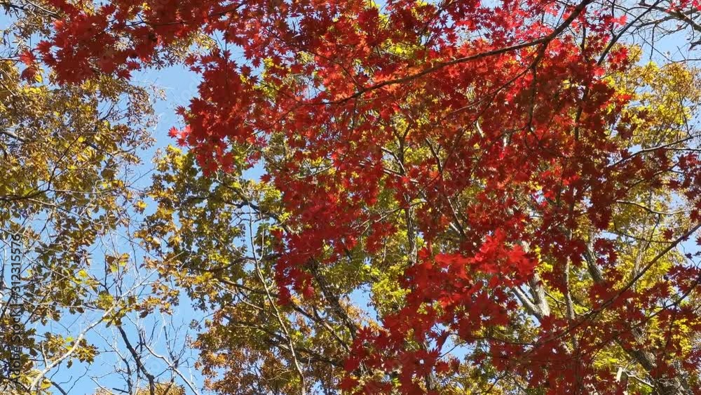 Maple tree branches are blowing against on clear blue sky background Maple tree branches are blowing against on clear blue sky background