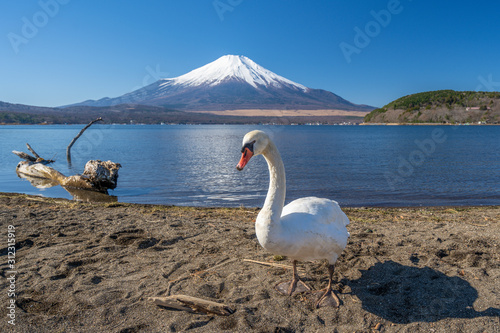 Fototapeta Naklejka Na Ścianę i Meble -  富士山　白鳥　山中湖　日本