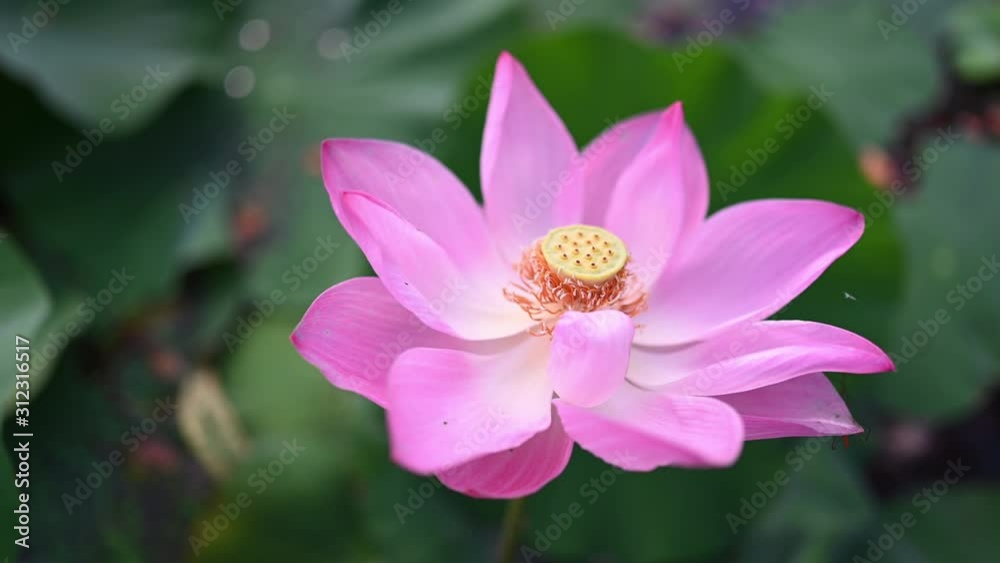 fresh pink lotus flower In the morning, 4K footage fresh pink lotus flower In the morning, 4K footage