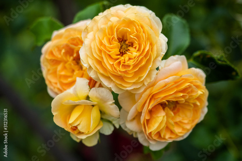 A bunch of orange roses with selective blur and green background taken in South Australia on 21st November 2019