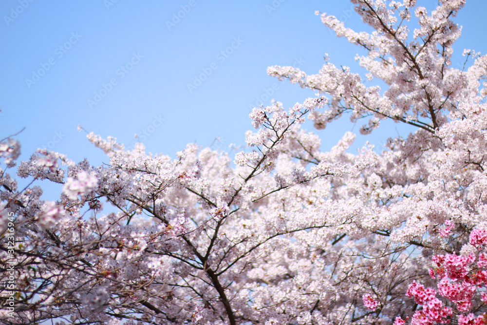 香川 桜