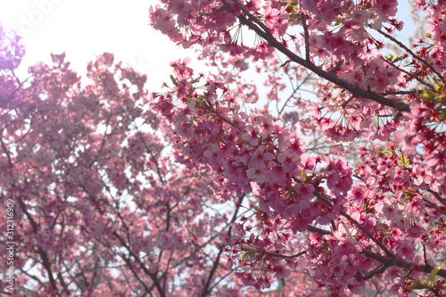 香川 桜
