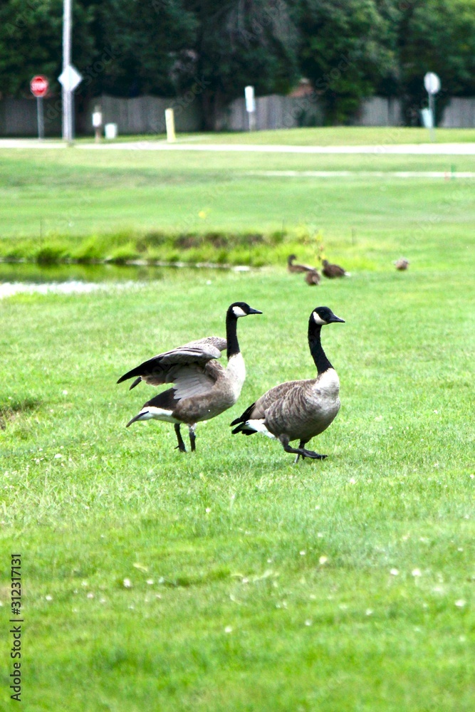 Birds