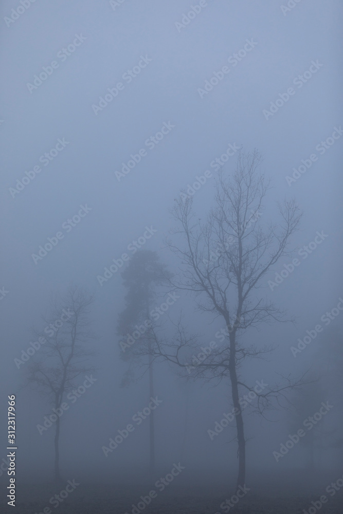 Obraz premium Árboles en la niebla