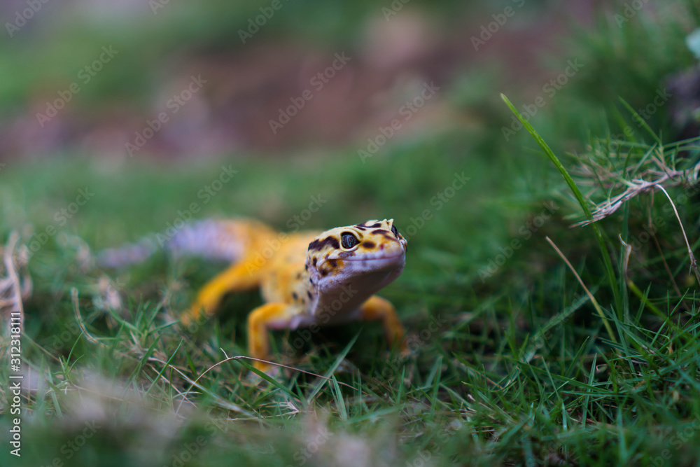 Fototapeta premium native habitat of the common leopard gecko is the rocky, dry grassland and desert regions of south-Asian Afghanistan, Pakistan, north-west India, and some parts of Iran