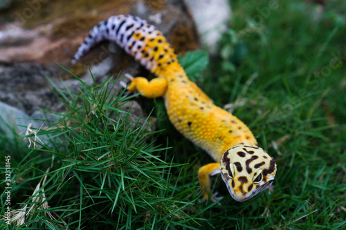 Common leopard geckos are ectothermic. They absorb warmth and energy during the day as they are sleeping, so they can hunt and digest food at night. 