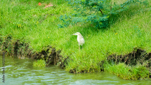 Ardea alba - Ardeidae family Great white Big Egret heron with a long neck legs and yellow beak water bird spotted fishing in freshwater coastal area. Kaundinya Bird Sanctuary, Andhra Pradesh, India photo