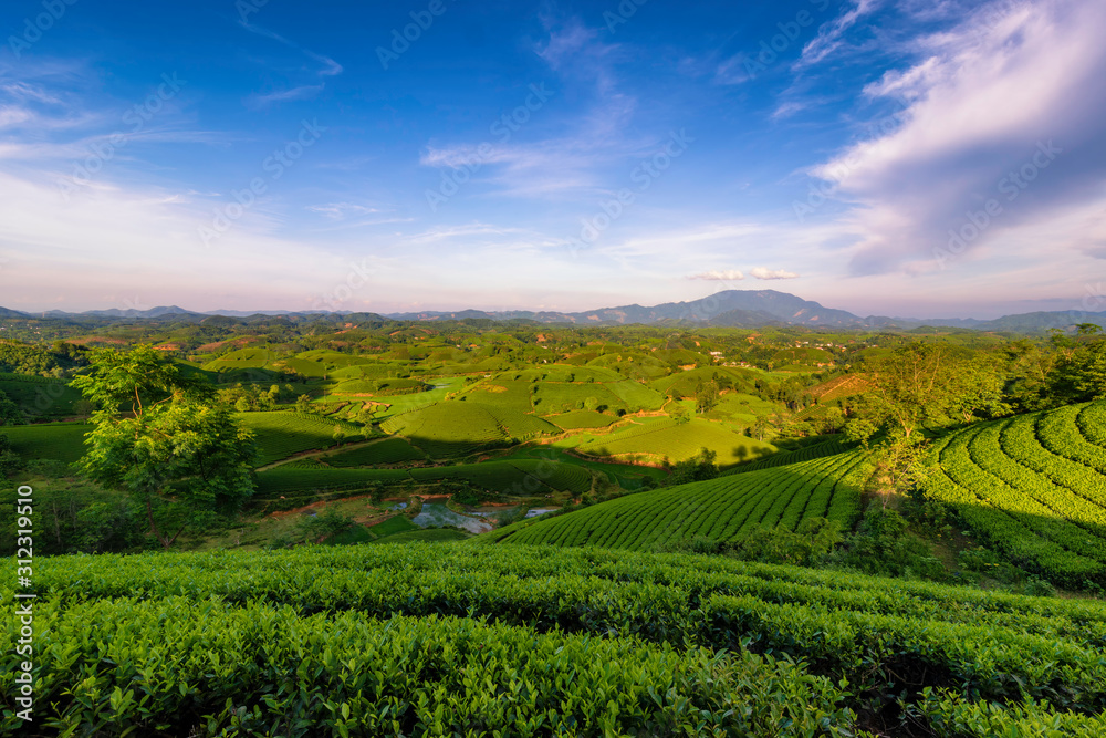 Overview of Long Coc green tea hill, Phu Tho, Vietnam.